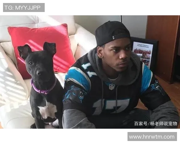 足球球星纷纷为爱犬挑选新宠物 养狗成潮流背后的故事 足球球星纷纷为爱犬挑选新宠物 养狗成潮流背后的故事